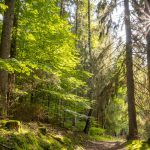 wald-scaled-aspect-ratio-800-525